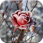 frozen flowers live wallpaper android application logo